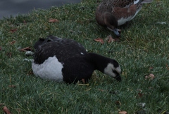 Branta leucopsis