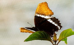 Siproeta epaphus