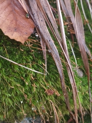 Dicranella heteromalla