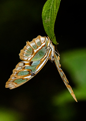 Siproeta stelenes