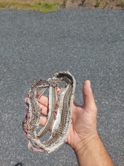 Psammophis leightoni