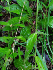 Cerastium pauciflorum
