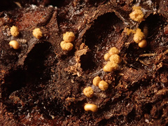 Perichaena corticalis