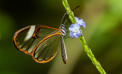 Pagyris cymothoe