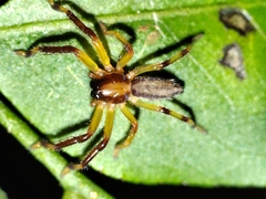 Thelcticopis