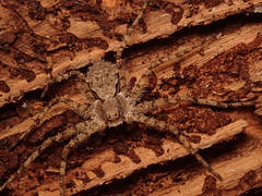 Philodromus margaritatus