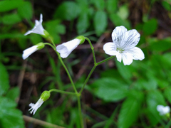 Cerastium pauciflorum