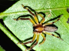 Thelcticopis