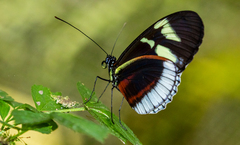 Heliconius cydno cydnides