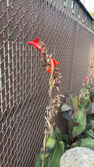 Canna × generalis