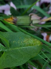 Synchytrium taraxaci