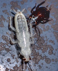 Drymaplaneta semivitta