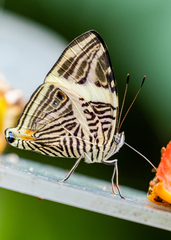 Colobura dirce