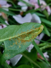 Synchytrium taraxaci