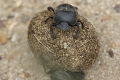 Scarabaeus convexus
