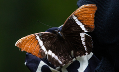 Siproeta epaphus