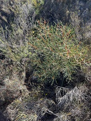 Hakea rostrata