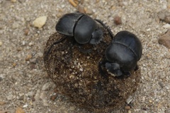 Scarabaeus convexus