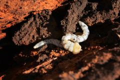 Chalcophora mariana
