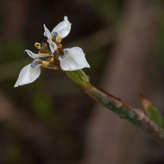 Moraea unguiculata