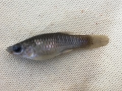 Poeciliidae