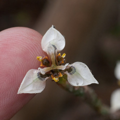 Moraea unguiculata