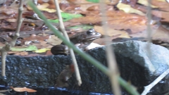 Pelophylax bedriagae