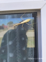 Mantidae