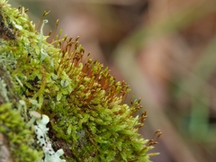 Hypnum cupressiforme