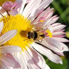 Palpada pusilla