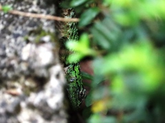 Sceloporus malachiticus
