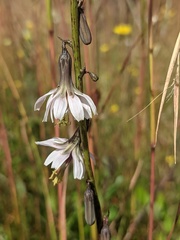 Nabalus autumnalis