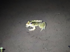 Lithobates brownorum