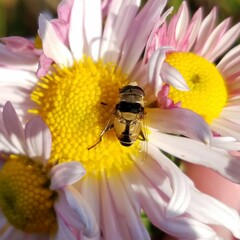 Palpada pusilla