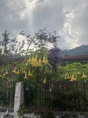 Brugmansia aurea