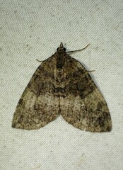 Hydriomena furcata