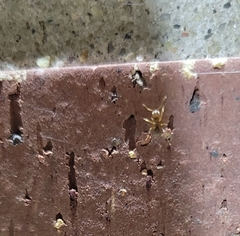 Formicidae