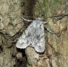 Lithophane ornitopus