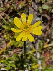 Ranunculus peduncularis