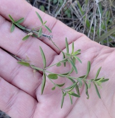 Hedeoma reverchonii