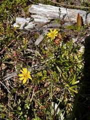 Ranunculus peduncularis