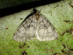 Hydriomena furcata