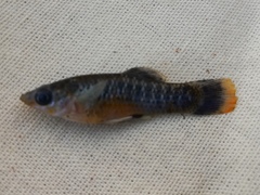 Poecilia mexicana