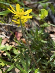 Ranunculus peduncularis