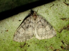 Hydriomena furcata