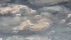 Aquarius ventralis
