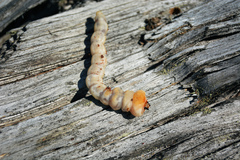 Chalcophora mariana