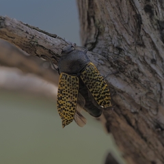 Stigmodera macularia