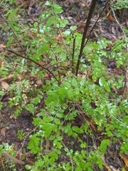 Rosa gymnocarpa