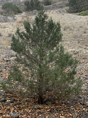 Juniperus thurifera